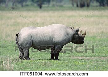 Stock Photo - a rhino standing 
on grass. fotosearch 
- search stock 
photos, pictures, 
images, and photo 
clipart
