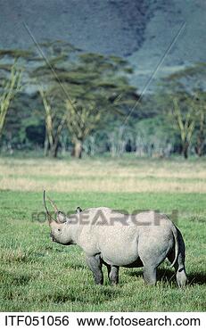 Stock Photo - a rhino standing 
on grass. fotosearch 
- search stock 
photos, pictures, 
images, and photo 
clipart