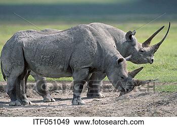 Stock Photograph - two rhinos standing 
on mud. fotosearch 
- search stock 
photos, pictures, 
images, and photo 
clipart