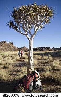 Stock Photo - backpacks sitting 
under tree. fotosearch 
- search stock 
photos, pictures, 
images, and photo 
clipart