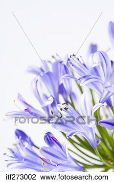 Stock Photo - agapanthus. fotosearch 
- search stock 
photos, pictures, 
images, and photo 
clipart