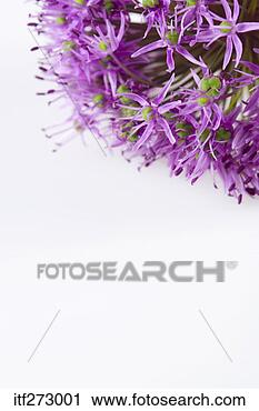 Stock Photography - alliums. fotosearch 
- search stock 
photos, pictures, 
images, and photo 
clipart