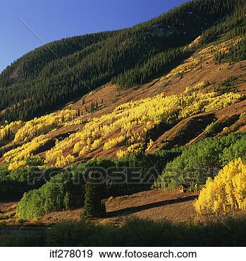 Stock Photograph - aspen trees colorado 
usa. fotosearch 
- search stock 
photos, pictures, 
images, and photo 
clipart