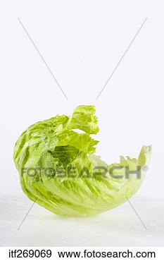 Stock Photograph - lettuce. fotosearch 
- search stock 
photos, pictures, 
images, and photo 
clipart