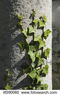 Stock Photography - ivy on wall. fotosearch 
- search stock 
photos, pictures, 
images, and photo 
clipart