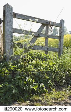 Stock Photography - plants growing 
around wooden 
gate. fotosearch 
- search stock 
photos, pictures, 
images, and photo 
clipart
