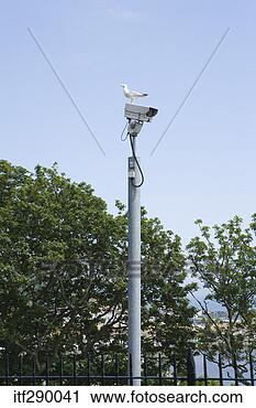 Stock Photography - seagull perched 
on speed camera. 
fotosearch - search 
stock photos, 
pictures, images, 
and photo clipart