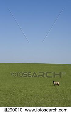Stock Photography - sheep in the british 
countryside. fotosearch 
- search stock 
photos, pictures, 
images, and photo 
clipart