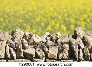 Stock Photography - stone wall by 
field of wildflowers. 
fotosearch - search 
stock photos, 
pictures, images, 
and photo clipart