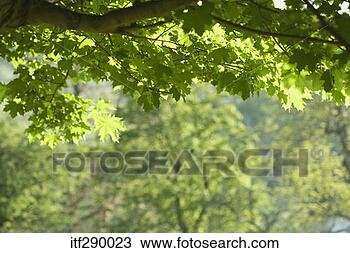 Stock Photo - trees in countryside. 
fotosearch - search 
stock photos, 
pictures, images, 
and photo clipart
