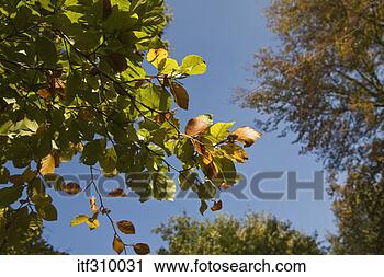 Stock Photography - leaves on a tree. 
fotosearch - search 
stock photos, 
pictures, images, 
and photo clipart