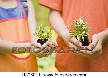 Arquivo de Fotografia - crianças,  segurando, 
 flores. fotosearch 
- busca de fotos, 
imagens e clipart
