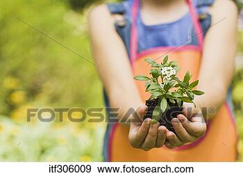 Arquivo Fotográficos - menina,  segurando, 
 flores. fotosearch 
- busca de fotos, 
imagens e clipart