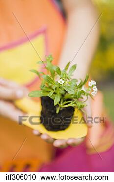 Arquivo de Fotografias - menina,  segurando, 
 flores. fotosearch 
- busca de fotos, 
imagens e clipart