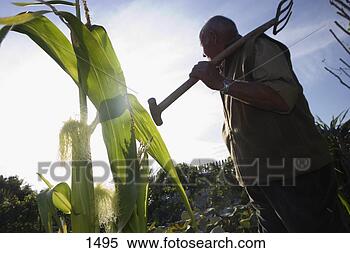 Stock Image - senior man carrying 
gardening fork 
on shoulder in 
vegetable garden. 
fotosearch - search 
stock photos, 
pictures, images, 
and photo clipart