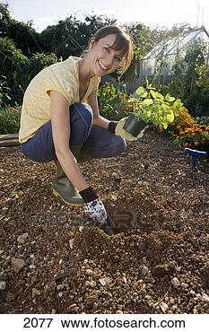 Picture - woman digging  hole in garden  with trowel,   holding pot plant.  fotosearch - search  stock photos,  pictures, wall  murals, images,  and photo clipart