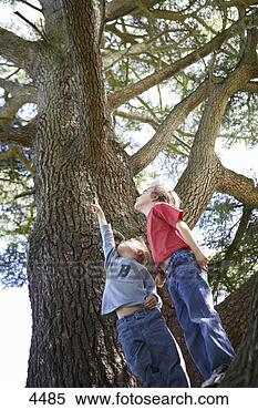 Stock Image - two boys (3-6) 
looking up at 
tall tree,  one 
boy pointing, 
 smiling. fotosearch 
- search stock 
photos, pictures, 
images, and photo 
clipart