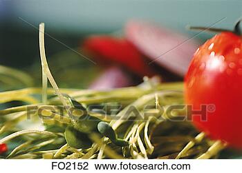 Stock Photo - green, red, food, 
nutrition, tomato. 
fotosearch - search 
stock photos, 
pictures, images, 
and photo clipart