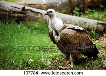 Hazır Fotoğraf - animalbird,  griffon-vulture, 
 akbaba. fotosearch 
- foto, resim, 
görüntü ve foto 
klipart ara
