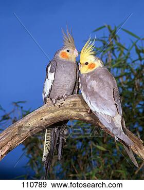 Stock Photograph - bird, parakeet, 
cockatiel. fotosearch 
- search stock 
photos, pictures, 
images, and photo 
clipart