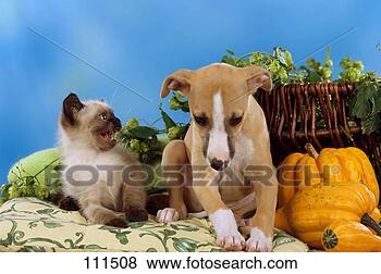Stock Photo - cat, dog, siamese, 
whippet, kitten, 
puppy. fotosearch 
- search stock 
photos, pictures, 
images, and photo 
clipart