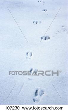 Stock Photography - chamois, tracks. 
fotosearch - search 
stock photos, 
pictures, images, 
and photo clipart