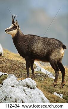 Stock Photo - chamois. fotosearch 
- search stock 
photos, pictures, 
images, and photo 
clipart