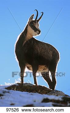 Stock Photo - chamois. fotosearch 
- search stock 
photos, pictures, 
images, and photo 
clipart