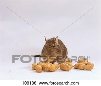 Banco de Imagem - degu. fotosearch 
- busca de fotos, 
imagens e clipart