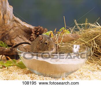 Hazır Görüntü - degu. fotosearch 
- foto, resim, 
görüntü ve foto 
klipart ara