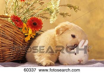 dog-golden-retriever-puppy_~60337.jpg