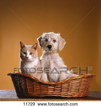 dwarf labridor retriever breeder