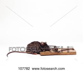 Hazır Fotoğraf - fare,  house-mouse. 
fotosearch - foto, 
resim, görüntü 
ve foto klipart 
ara