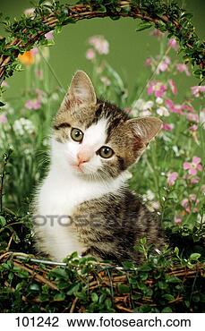 Banco de Imagem - gato,  domestic-cat, 
 gatinho. fotosearch 
- busca de fotos, 
imagens e clipart