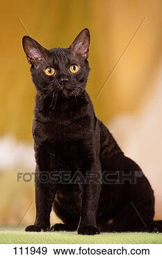 Arquivo Fotográficos - gato,  german-rex. 
fotosearch - busca 
de fotos, imagens 
e clipart