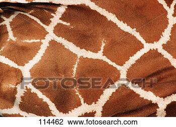 Banco de Imagem - girafa. fotosearch 
- busca de fotos, 
imagens e clipart