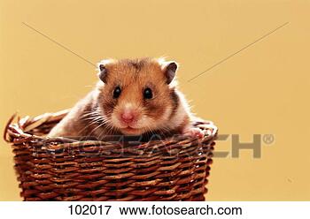 Foto - hamster,  golden-hamster. 
fotosearch - busca 
de fotos, imagens 
e clipart