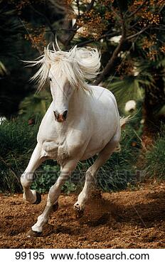 Stock Image - horse, andalusian-horse. 
fotosearch - search 
stock photos, 
pictures, images, 
and photo clipart