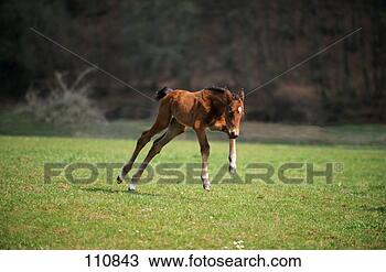 Stock Photo - horse, english-thoroughbred, 
foal. fotosearch 
- search stock 
photos, pictures, 
images, and photo 
clipart