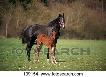 Stock Photo - horse, english-thoroughbred-horse, 
mare, foal. fotosearch 
- search stock 
photos, pictures, 
images, and photo 
clipart