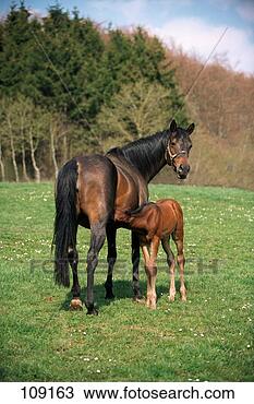 Stock Photo - horse, english-thoroughbred-horse, 
mare, foal. fotosearch 
- search stock 
photos, pictures, 
images, and photo 
clipart