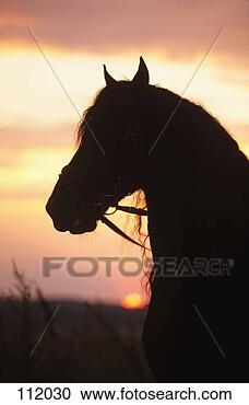 Stock Photography - horse, friesian-horse. 
fotosearch - search 
stock photos, 
pictures, images, 
and photo clipart