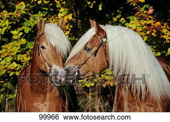 Stock Photo - horse, haflinger. 
fotosearch - search 
stock photos, 
pictures, images, 
and photo clipart