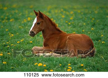 Stock Image - horse, thoroughbred, 
foal. fotosearch 
- search stock 
photos, pictures, 
images, and photo 
clipart