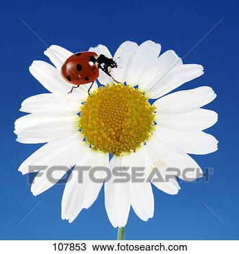 Banco de Imagem - inseto,  beatle, 
 ladybird,  seven-spot-ladybird. 
fotosearch - busca 
de fotos, imagens 
e clipart