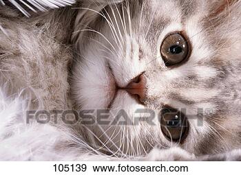 Hazır Fotoğraf - kedi,  domestic-cat, 
 kedi yavrusu. 
fotosearch - foto, 
resim, görüntü 
ve foto klipart 
ara