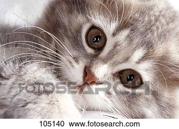 Hazır Fotoğraflar - kedi,  domestic-cat, 
 kedi yavrusu. 
fotosearch - foto, 
resim, görüntü 
ve foto klipart 
ara