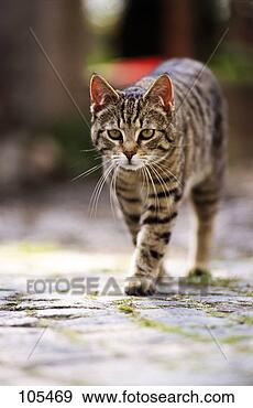 Hazır Fotoğraf - kedi,  domestic-cat. 
fotosearch - foto, 
resim, görüntü 
ve foto klipart 
ara