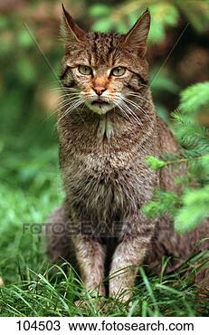 Hazır Fotoğraf - kedi,  wildcat. 
fotosearch - foto, 
resim, görüntü 
ve foto klipart 
ara