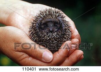 Hazır Fotoğraflar - kirpi. fotosearch 
- foto, resim, 
görüntü ve foto 
klipart ara